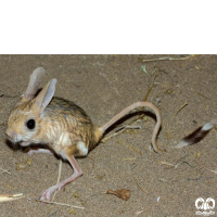 گونه دوپای توسی Tousi Jerboa